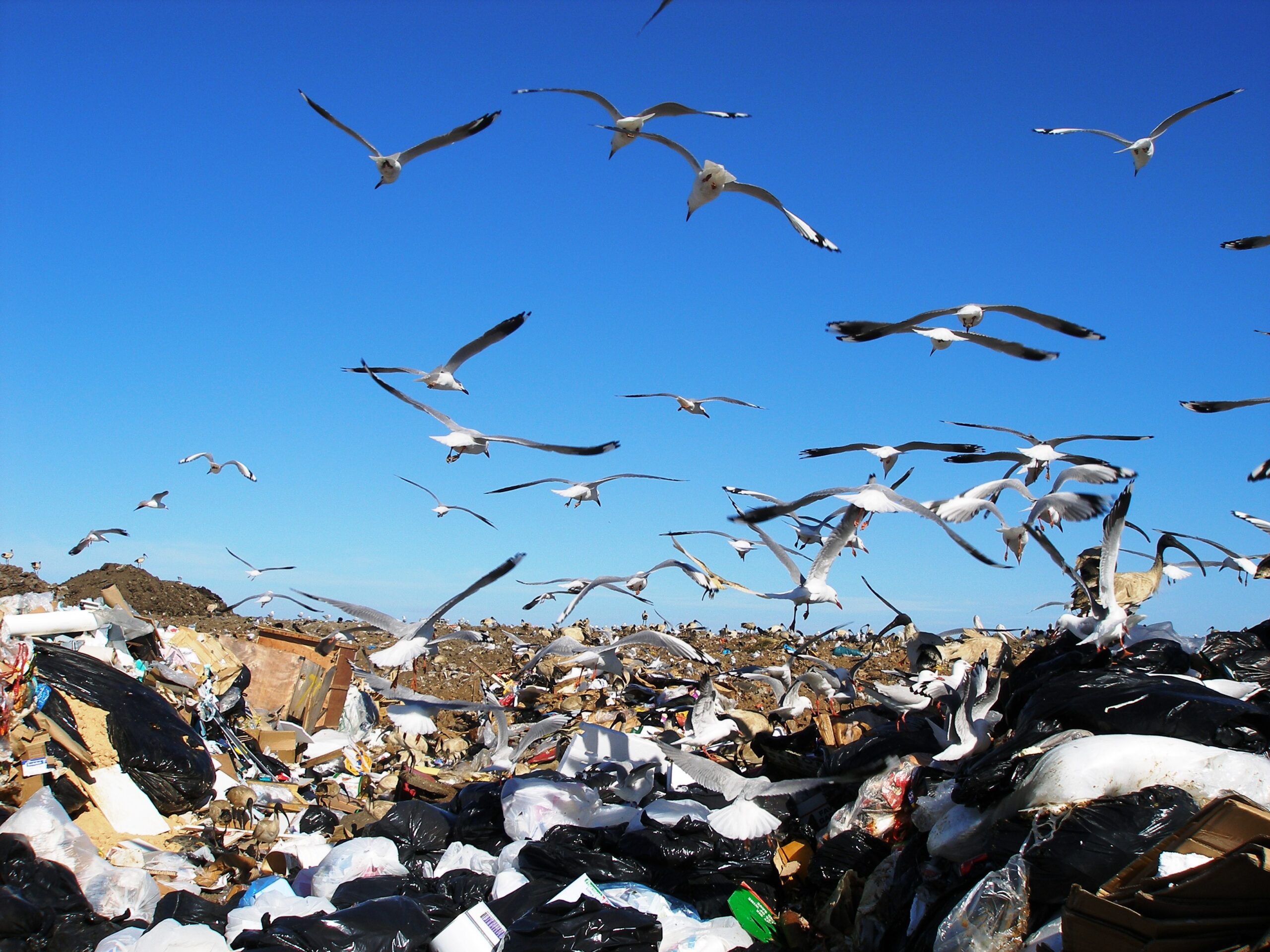 Landfill